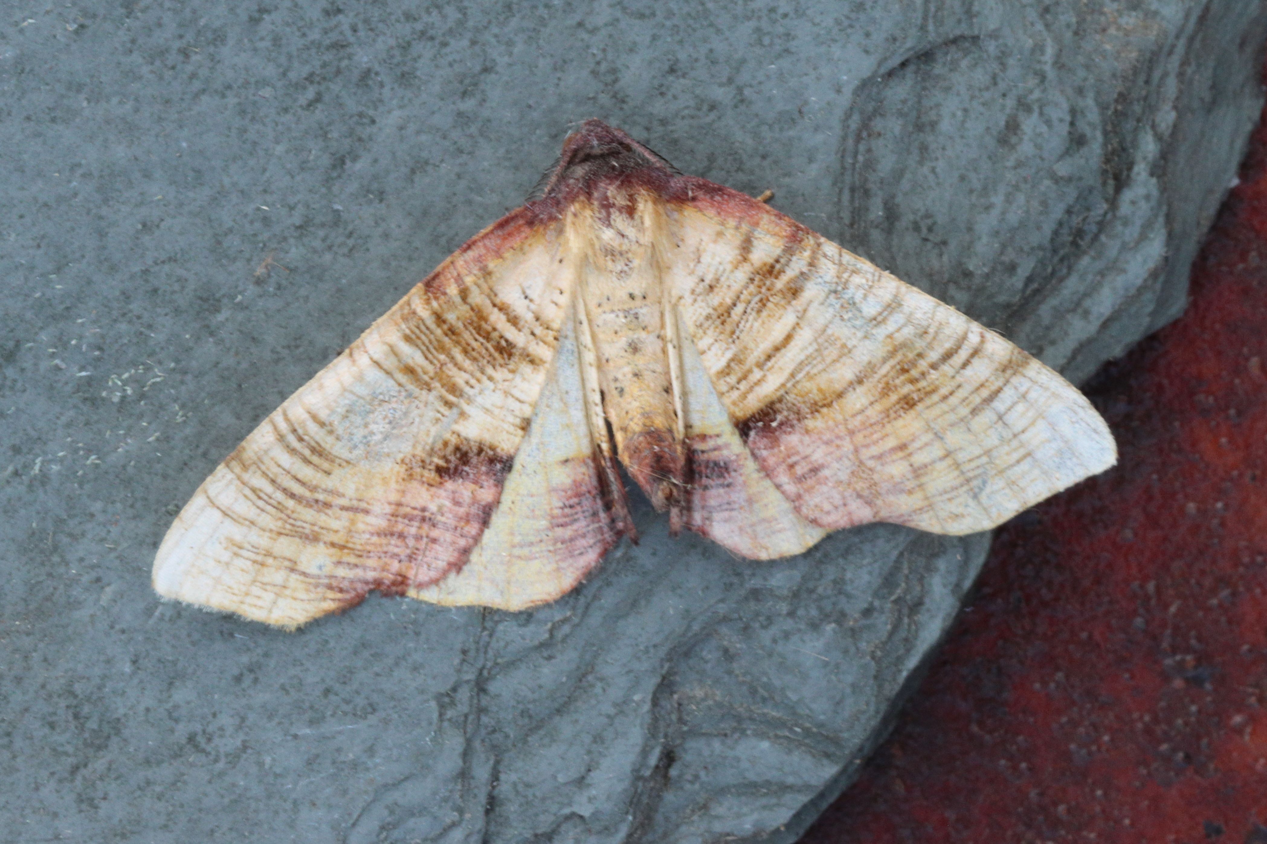 Photo of Scorched Wing (Plagodis dolabraria)